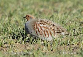 Pin On Aves Quail