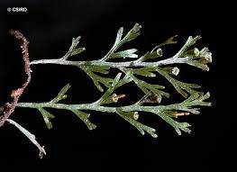 Image result for Polyphlebium