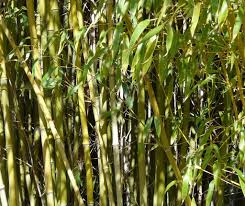 Bamboo Control How To Get Rid Of Bamboo Bamboo Plants Bamboo Garden Bamboo Tree