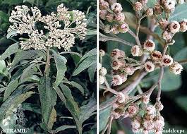 Image result for Pluchea