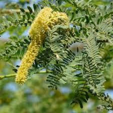 Image result for Cineraria pinnata