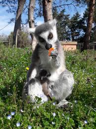 belle surprise vendredi jardin aux oiseaux zoo d upie facebook