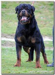 Favorite this post jul 25 Rottweiler Puppies For Sale Near Me Craigslist