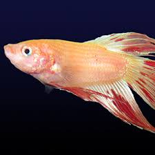 Aktuell ist es schon beinahe erschreckend, wie viele leute ihre betta verpaaren. Petland Dunwoody Georgia Betta Fish Sale Large Selection