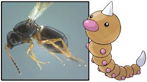 Вышла новая версия pokemon go для ios 1.17.0 и android 0.47.1. Dr Lava S Lost Pokemon On Twitter Weedlei Origins In 2011 A New Type Of Bug Was Discovered In Africa Unlike All Other Species Of Stentorceps This One Had A Spine In The