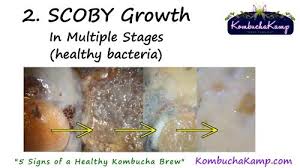 Healthy Scoby And Kombucha Brew Top 5 Signs Of Healthy Kombucha