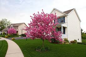 We did not find results for: Prairie Fire Crabapple Wanted To Take A Few Shots Of The P Flickr