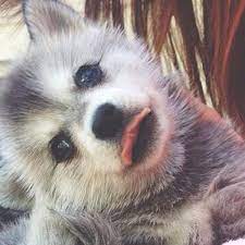 Tongue Out Puppiesforall Dog Pet Cats Followback Tagsforlikes Cutest Animals On Earth Husky Puppy Cute Animals