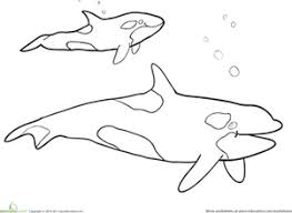 Please enjoy this coloring sheet.thanks. Killer Whale Worksheet Education Com