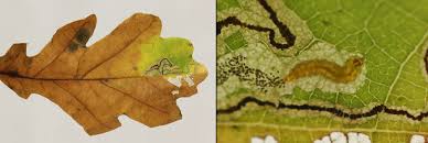 Image result for Stigmella roborella