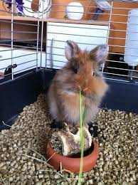 Im tierschutz warten viele zwergkaninchen auf ein neues zuhause. Lowenkopfkaninchen Wikipedia
