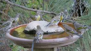 This summer, when a rainbow lorikeet or kookaburra comes to visit your home, what will you do? How To Attract Birds To Bird Bath Arxiusarquitectura
