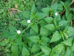 Image result for Nyctaginaceae