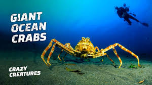 It can be found in the northern blood kelp zone, the deep grand reef and the lost river. The Giant Japanese Spider Crab Youtube
