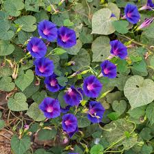 Morning Glory Seeds - Knowlians Black | Flower Seeds in Packets & Bulk |  Eden Brothers