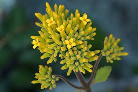 Image result for Kalanchoe velutina