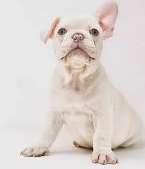 Stop by petland to find your dream puppy today! 900 French Bulldog Health Issues Ideas French Bulldog Bulldog Bulldog Puppies