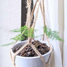 Image result for Asparagus setaceus