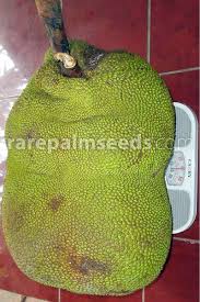 Image result for Artocarpus heterophyllus