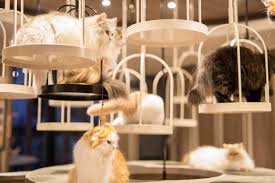 If you're an animal lover, you definitely won't want to miss these animal encounter experiences in tokyo! 15 Cutest Cat Cafe Tokyo Put This List In Your Pocket Question Japan