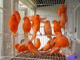 Pin En Aves Varias
