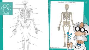 The human skeletal system consists of all of the bones, cartilage, tendons, and ligaments in the body. Teacher S Pet Label The Human Skeleton Simple