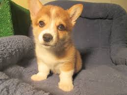 The pembroke welsh corgi puppy is one type of corgi. Precious Pembroke Welsh Corgi Puppies Available 8 12 Weeks Of Age Permanent Shots And Wormings Completed Alo Pembroke Welsh Corgi Puppies Puppies Corgi