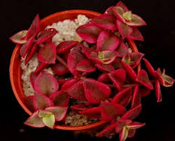 Legend has it that the plant sprung from the tears of a heart broken maiden, which just adds to its allure and charm. 11 Charming Red Heart Shaped Indoor Plants Balcony Garden Web