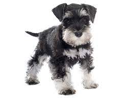 Reputable mini schnauzer breeder in ohio with miniature schnauzer puppies for sale near columbus, cincinnati, dayton, toledo the miniature schnauzer is a small purebred known for being alert, friendly, intelligent, and playful. 1 Miniature Schnauzer Puppies For Sale In Columbus Oh