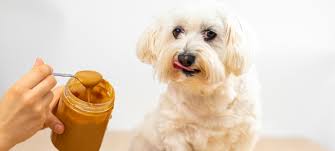 Can Dogs Eat Peanut Butter? 6 Things to Know | Nylabone