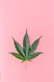 Tons of awesome 8k wallpapers to download for free. Weed Wallpaper