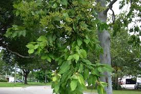 Image result for Eucalyptus torelliana