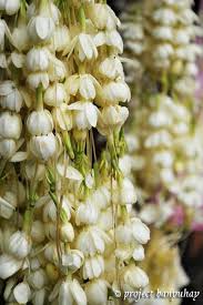 Including the coast azalea (rhododendron gardenia (gardenia jasminoides): 126 Beautiful Flowers Scented From Philippines Island Ideas Beautiful Flowers Flowers Flower Scent