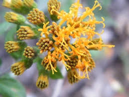 Image result for Distephanus