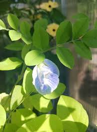 Image result for Clitoria ternatea