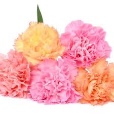 Maybe you would like to learn more about one of these? The Perfectly Pretty Pastel Flowers Of Spring Peoples Flowers