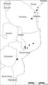 Image result for Sericanthe chimanimaniensis