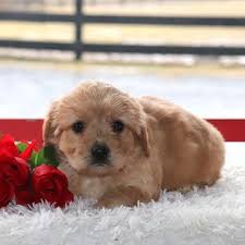 We're not a bichon frise rescue. Cavalier King Charles Spaniel Cavapoo Mix Puppy For Sale In Gap Pa Adn 64666 On Cavalier King Charles Dog Cavalier King Charles Cavalier King Charles Spaniel
