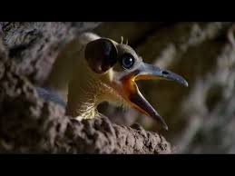 Července 2014 pokračovala letní filmová škola, největší nesoutěžní filmová přehlídka v čr. Brouk Prskavec Strika Ze Zadecku Kyselinu Bbc Earth Videacesky Cz