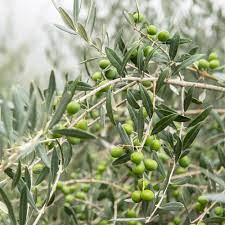 We did not find results for: Van Zyverden Pendoliono Olive Tree 1 Plant 83930 The Home Depot