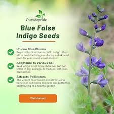 Image result for Indigofera vicioides