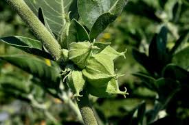 Image result for Withania somnifera