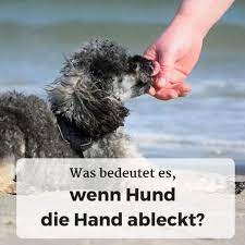 pin auf gesundheit und ernahrung fur den hund