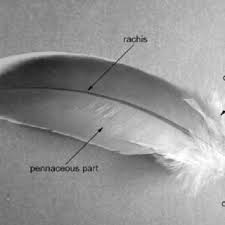 Pdf Birds Of A Feather Stick Microscopic Feather Residues On Stone Artifacts From Deep Creek Shelter New South Wales