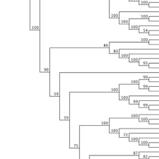 Image result for Empogona cacondensis