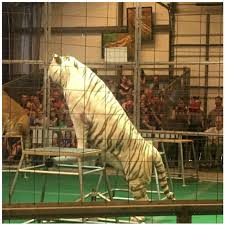 Our pledge is love, respect and sanctuary for life for all the 150+ animals here. Big Cat Habitat Gulf Coast Sanctuary Kay Rosaire Clayton Rosaire 911 Animal Abuse