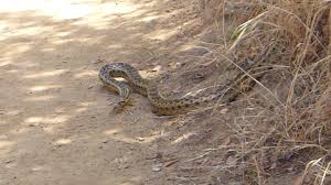 Field herping today and found san diego gopher snake and rescued and relocated a southern pacific rattle snake. 4 5 Feet Big Snake San Diego Gopher Snake Bailey Canyon Trail Youtube