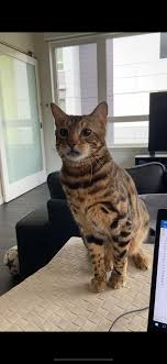 Texas exotic cat rescue speciaiizes in cats who appear to have some wiid heritage, such as bengais and savannahs, inciuding derived breeds and mixes of those, and some others such as the pixie bobs who just iook iike a wiid cat. Lost Cat Bengal Cat In Seattle Wa Lost My Kitty
