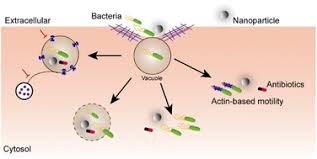 Image result for Intracellular Bacteria