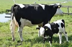 Dairy Farming in South Africa: Breeds, How to Start